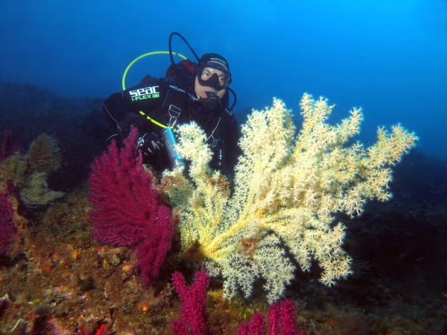 Durante un'immersione 