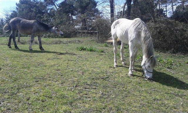 Horses in the pasture