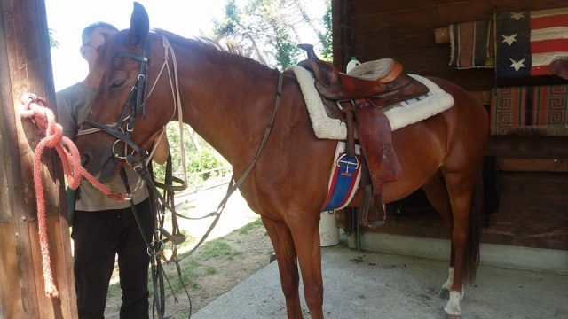 One of our specimens in the stables