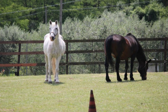  Some of our horses 