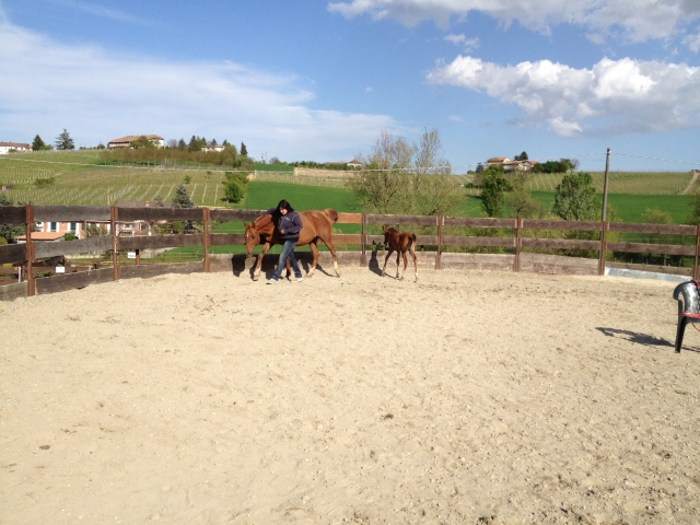  horses on farm 
