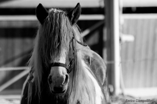  Cavallo del Gelso 