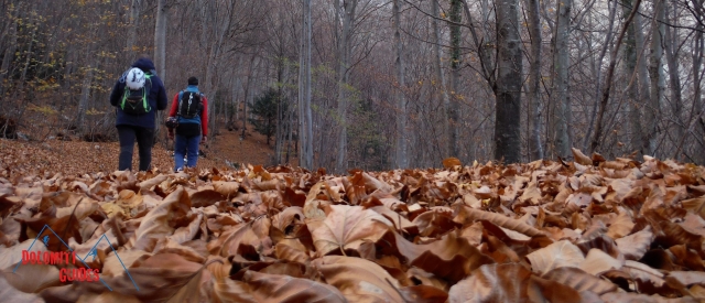  Walking through the woods 