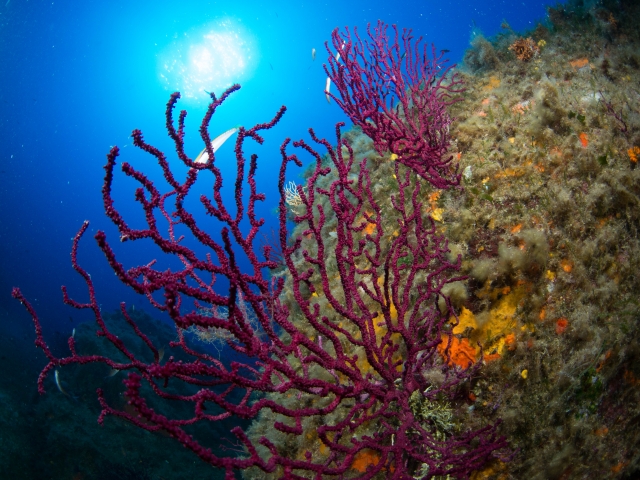  gorgonians in the park 