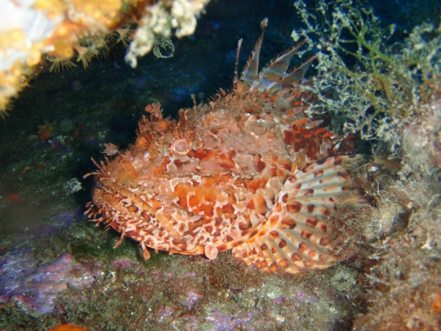  Scorpion fish of the Park 