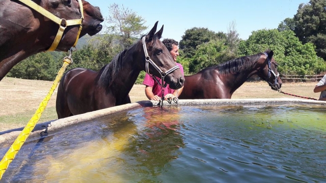  Uma pausa para os cavalos