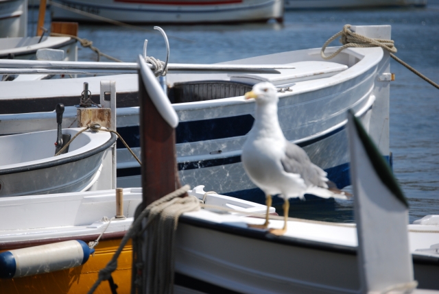 Surrounded by curious seagulls