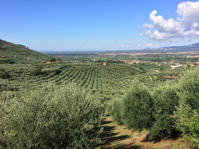 Distese di ulivi