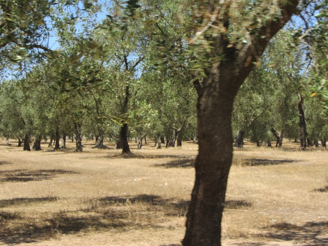  In the countryside of Salento 