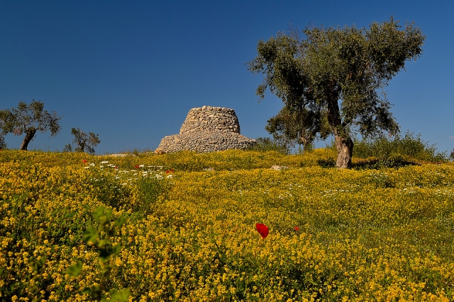  trulli and olive trees 
