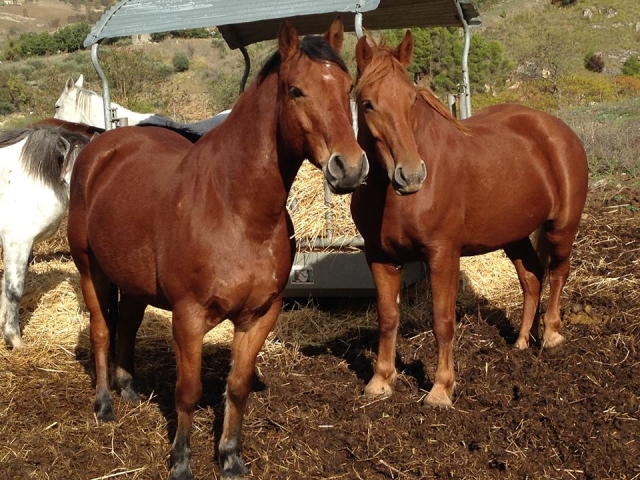 quelques-uns de nos chevaux