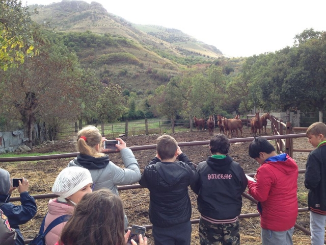 Enclos avec nos chevaux