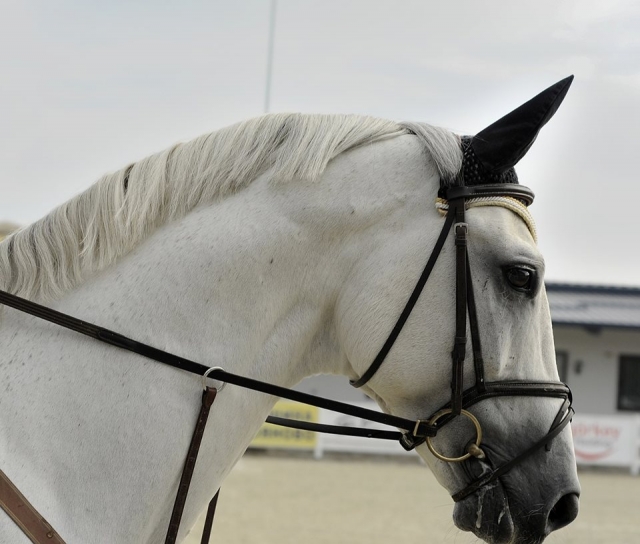 Cavallo bianco