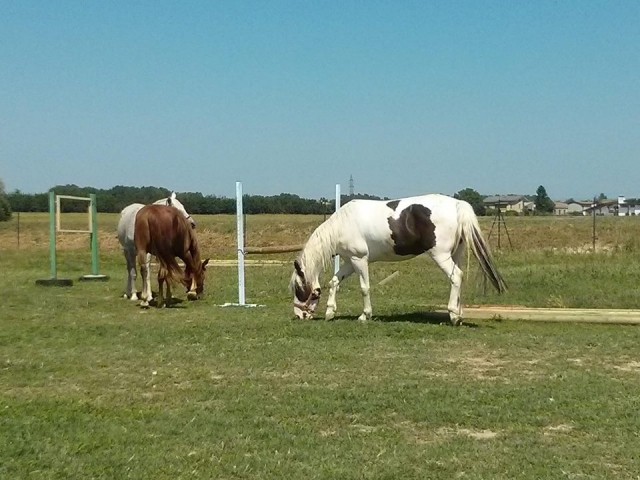 Some of our splendid animals 