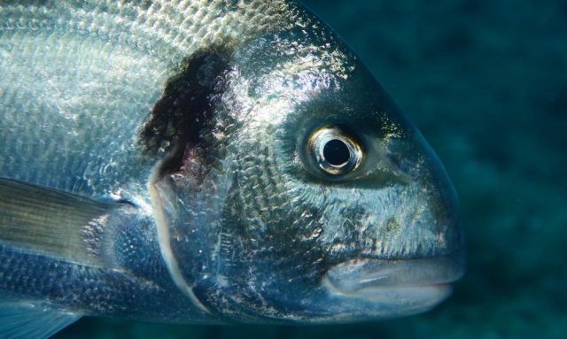  Sea Bream 