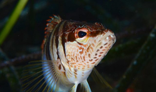  Perch 