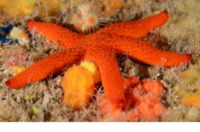  Star 
