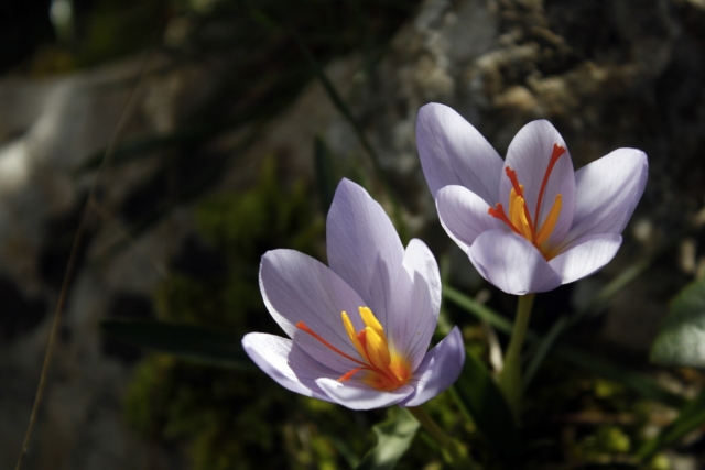 Wild Saffron, uno de nuestros tesoros 