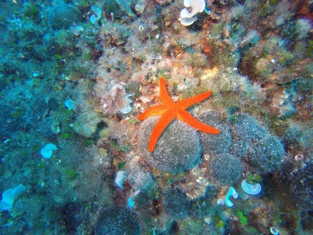 Stella marina
