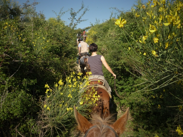 Equitazione di campagna