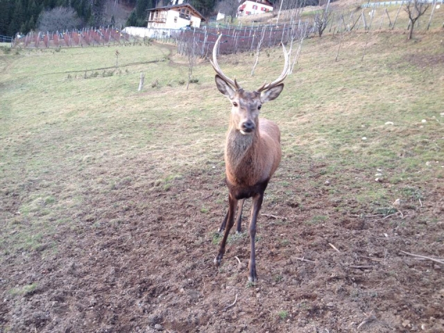 cervO