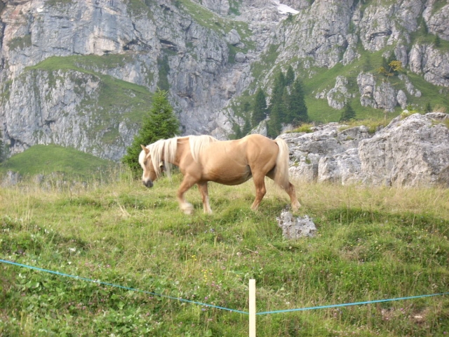  Caballos en el Malga 