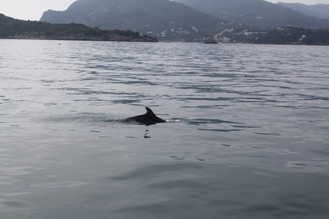 Avvistamento cetacei