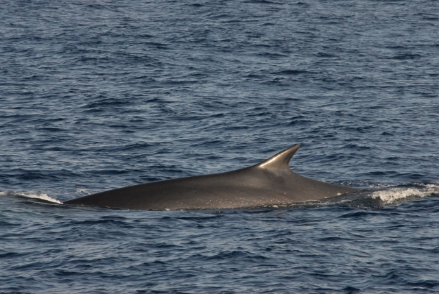  Rorqual commun 