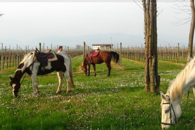 cavalli al pascolo