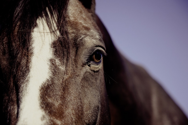  L'animal parmi les plus aimés au monde 