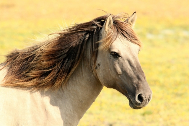 Un cheval merveilleux 