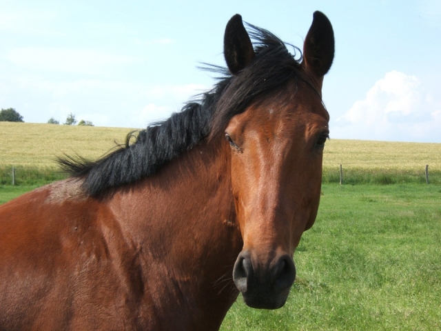  Un autre cheval merveilleux 