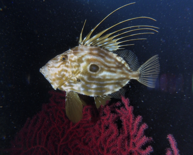 Un esemplare di abitante del mare