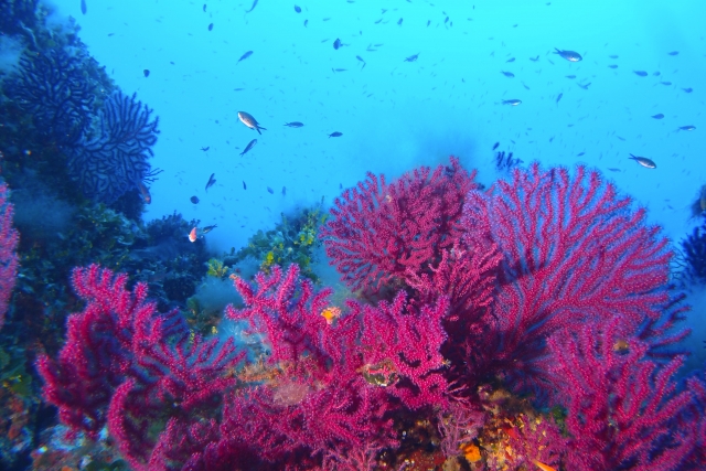 le meraviglie della natura sottomarina