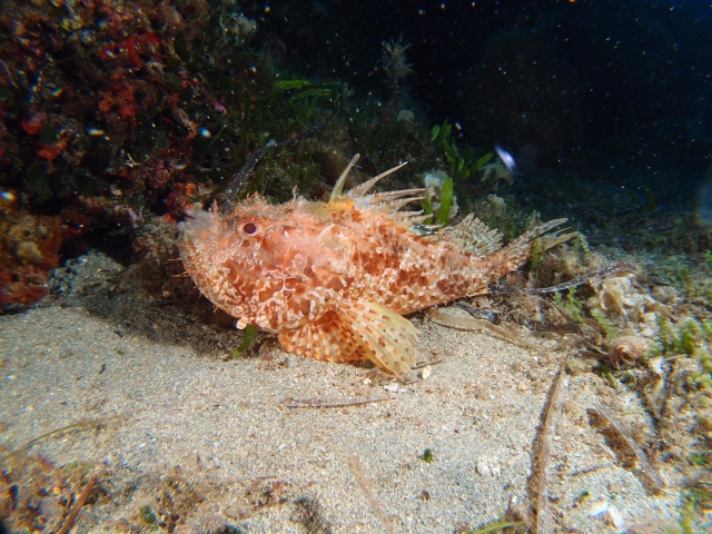 Un meraviglioso abitante del mare