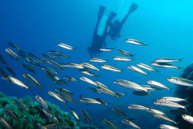 La fauna del Mar Mediterraneo