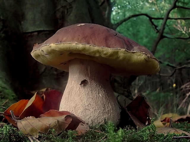 Funghi di Montella