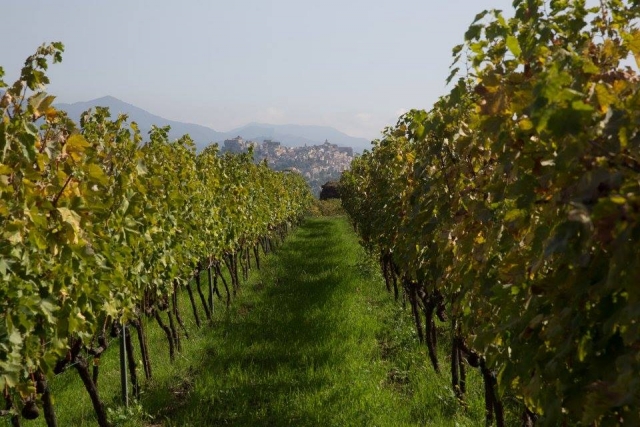  Vino conservado en barriles de madera 