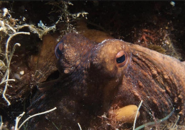  Meeresfauna 