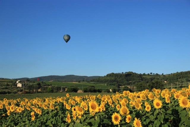 Sorvolando i girasoli