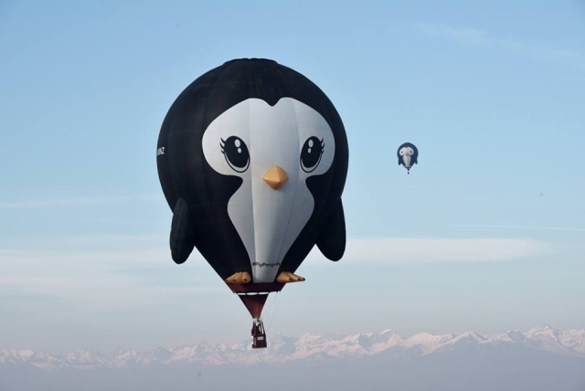 Pinguin 