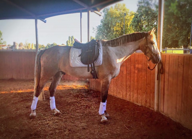  Uno de los maravillosos caballos