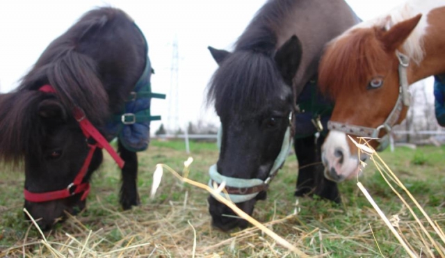 I nostri pony