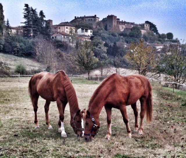  Pascolando