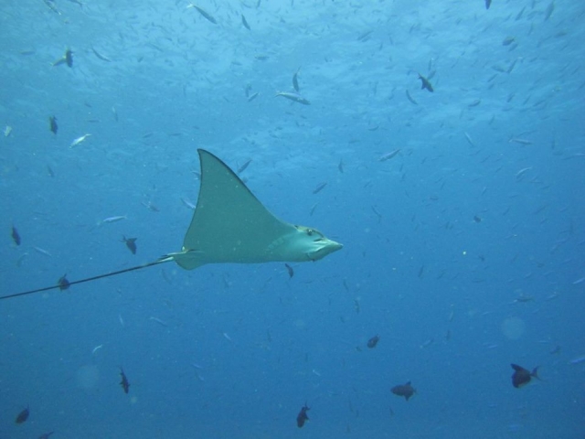 La meravigliosa fauna marina