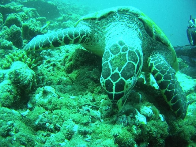 tartaruga su fondale marino