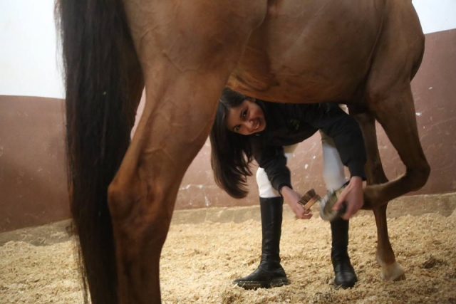 Cura del cavallo