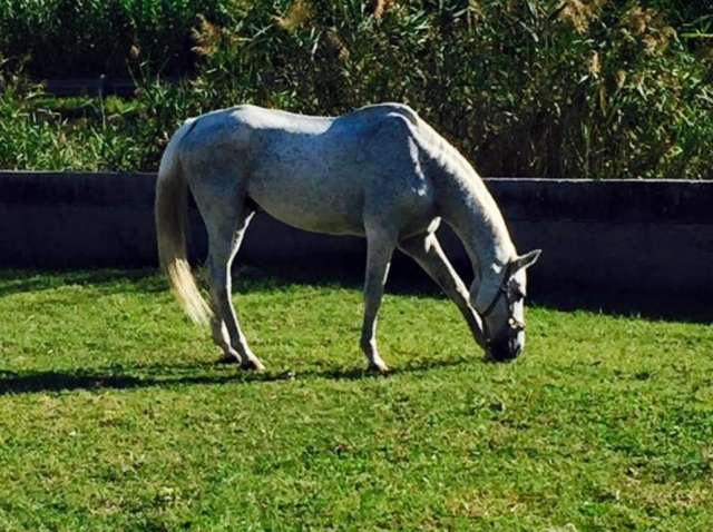  unser Pferd 