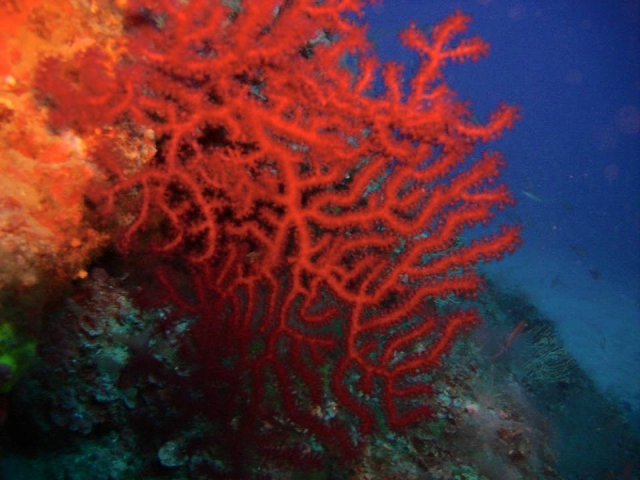  Marine flora 