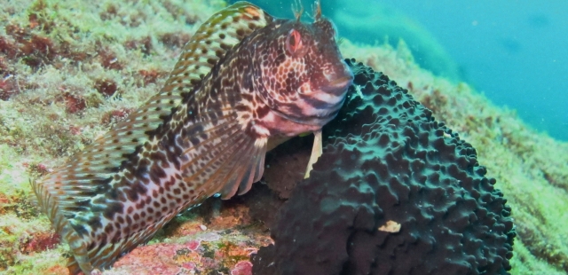  Fish found while the dive 